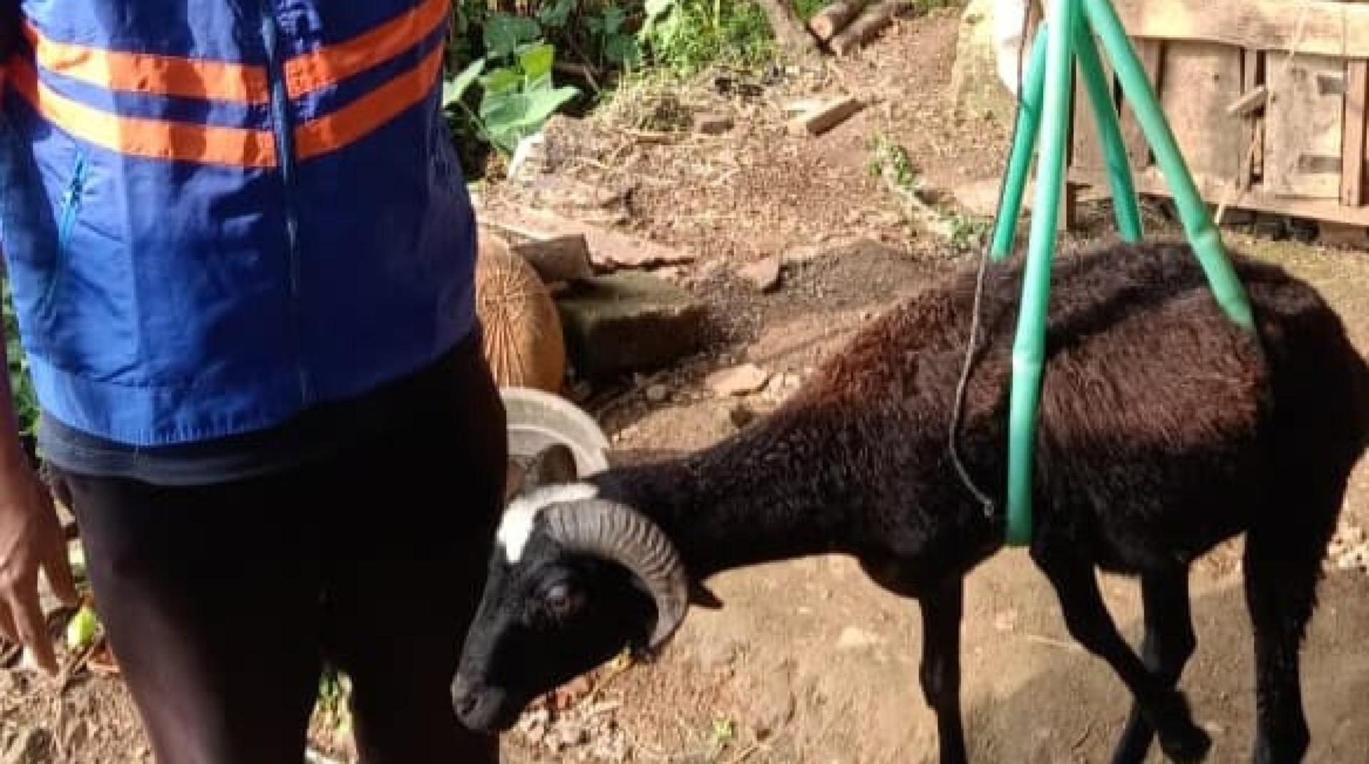 Jaga Amanah dan Akurasi, DT Peduli Jakarta Lakukan Quality Control Penimbangan Hewan untuk Program Qurban Impact 