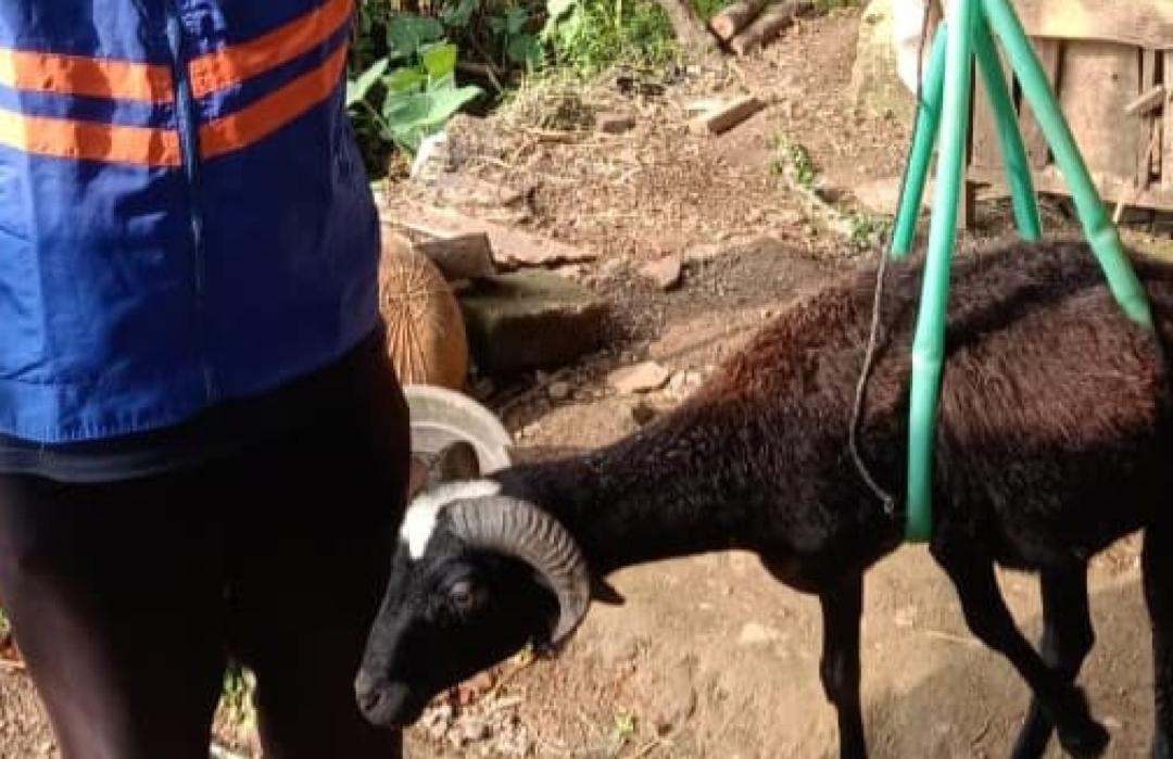 Jaga Amanah dan Akurasi, DT Peduli Jakarta Lakukan Quality Control Penimbangan Hewan untuk Program Qurban Impact 