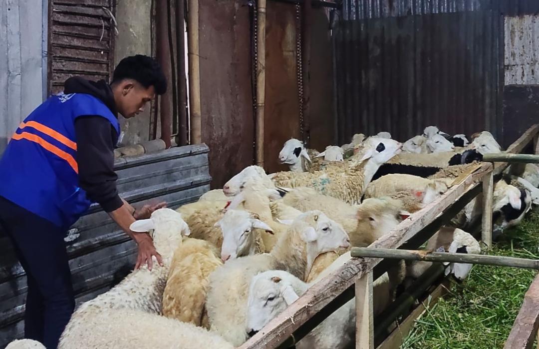 DT Peduli Lakukan Quality Control Hewan Qurban di CV. Zaelani Bandung