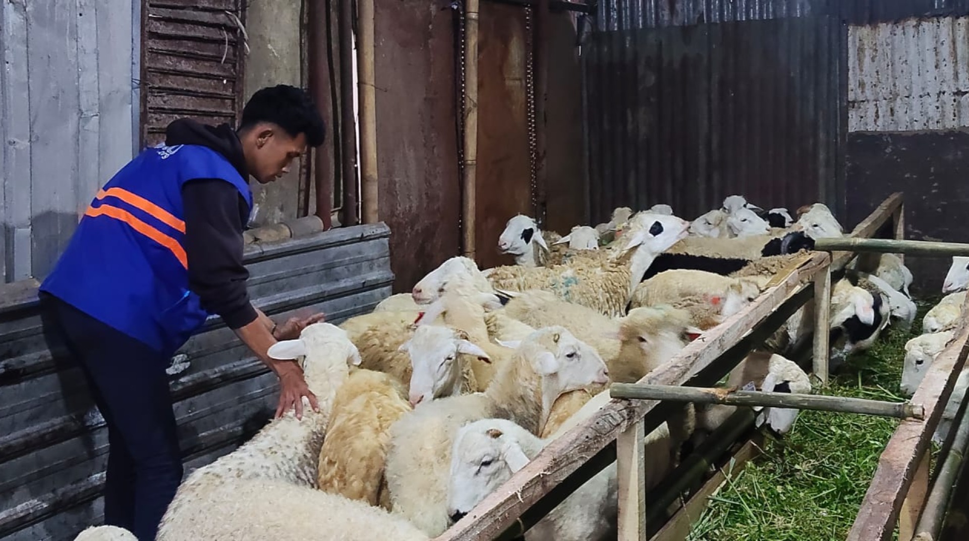 DT Peduli Lakukan Quality Control Hewan Qurban di CV. Zaelani Bandung