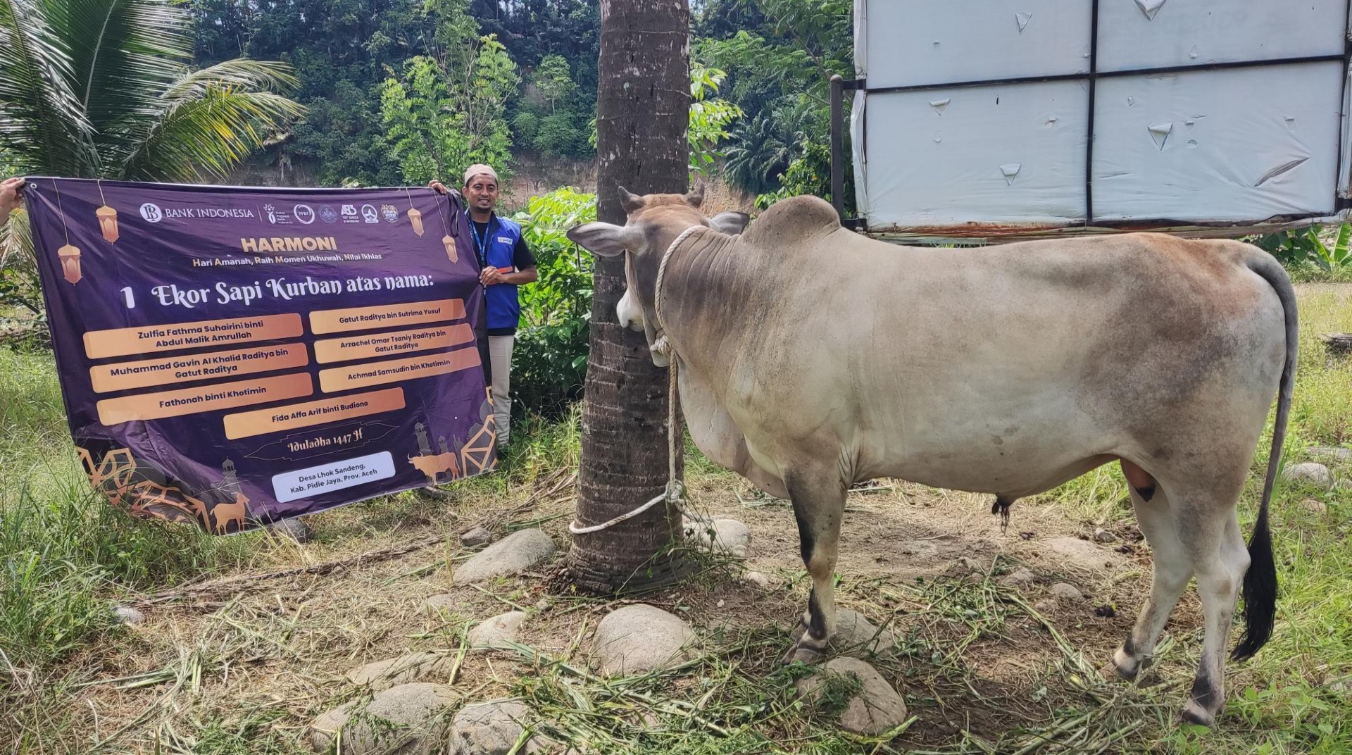 DT Peduli Aceh dan Bank Indonesia Salurkan Qurban Sapi untuk Masyarakat Lhok Sandeng, Pidie Jaya 