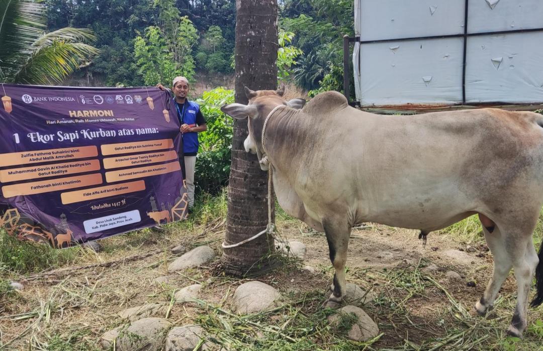 DT Peduli Aceh dan Bank Indonesia Salurkan Qurban Sapi untuk Masyarakat Lhok Sandeng, Pidie Jaya 