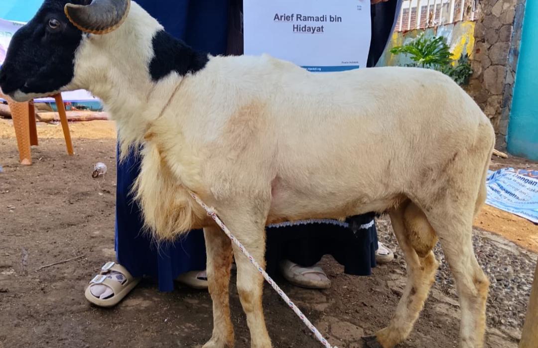 BSI Cabang Bandung Sinergi dengan DT Peduli Bandung Salurkan Hewan Qurban ke Rumah Peduli Yatim 