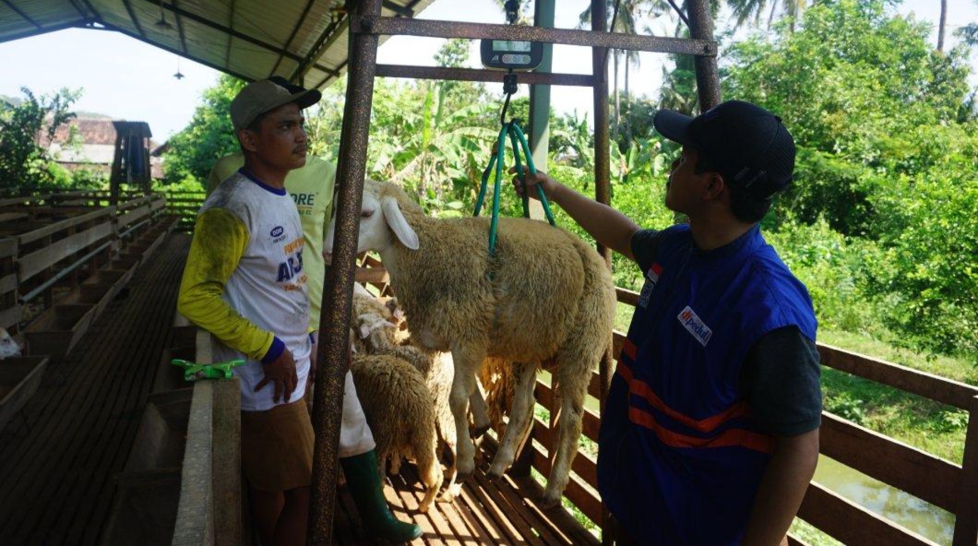 DT Peduli Jatim Lakukan QC Ratusan Domba Qurban di Jember, Pastikan Kesehatan Hewan Sebelum Distribusi Qurban 