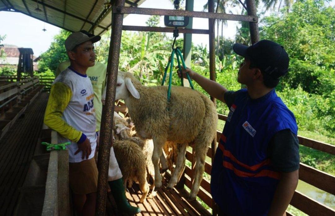 DT Peduli Jatim Lakukan QC Ratusan Domba Qurban di Jember, Pastikan Kesehatan Hewan Sebelum Distribusi Qurban 