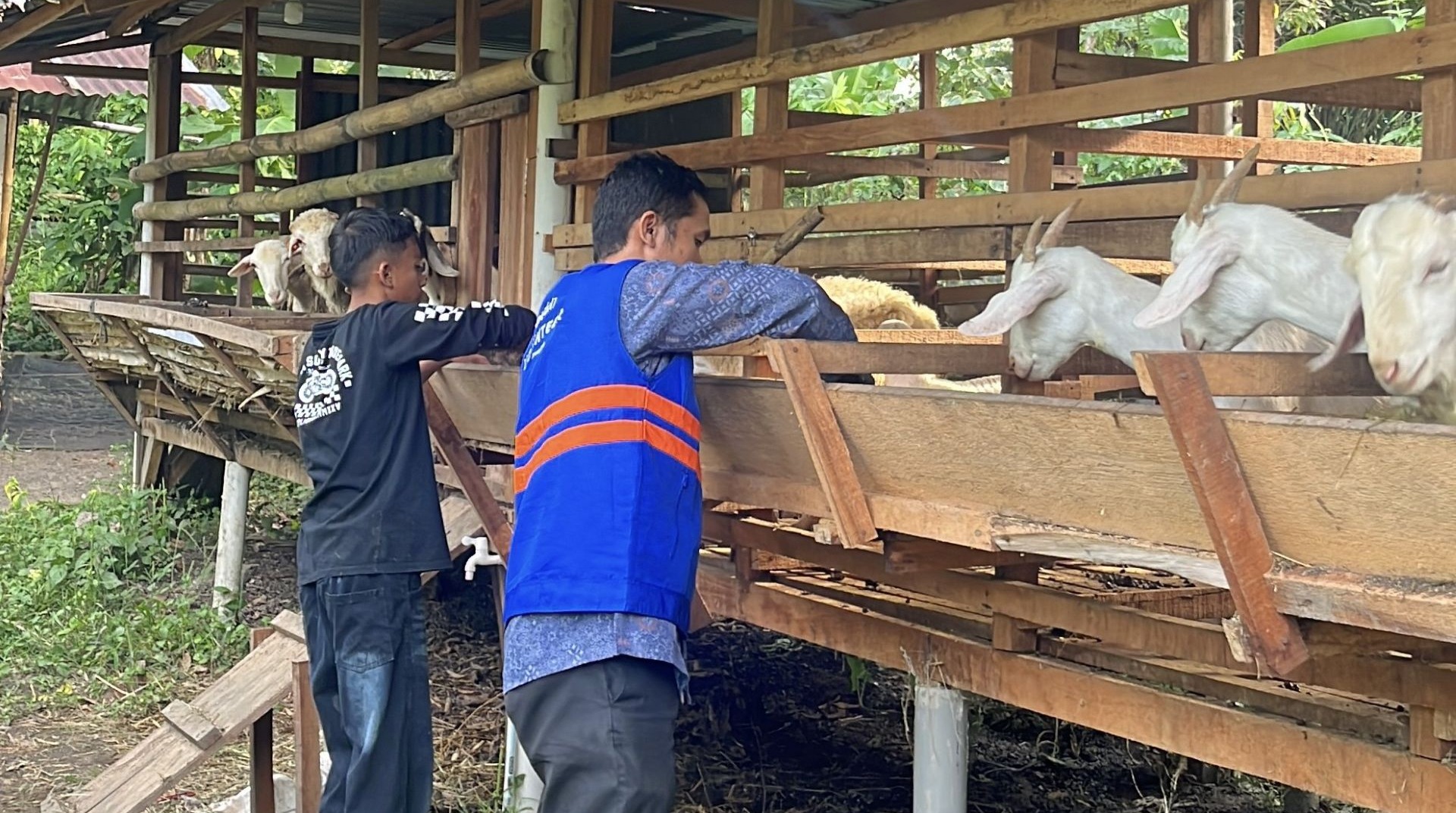 Santri RPY DT Peduli Medan Belajar Mandiri Melalui Pemberdayaan Peternakan dan Berkebun 