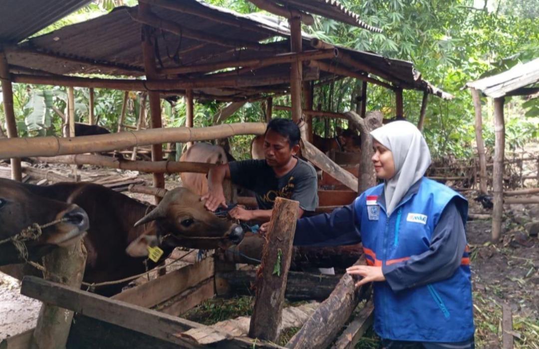 Cegah Penyakit Menular pada Ternak! DT Peduli NTB Dampingi Kelompok Peternak Unggul