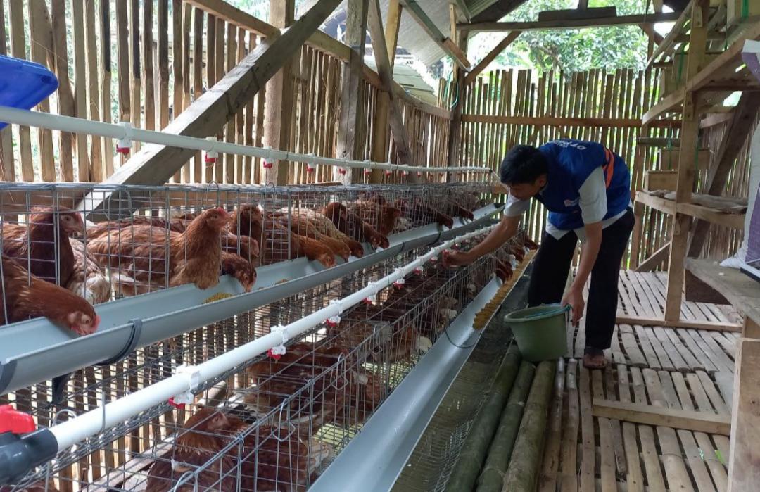 DT Peduli Garut Luncurkan Program Ayam Petelur Berbasis Zakat Produktif