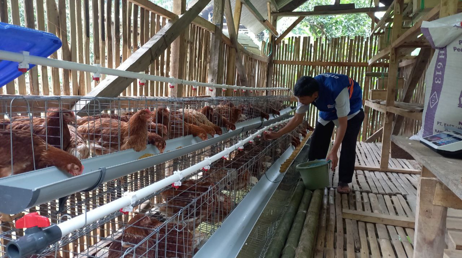 DT Peduli Garut Luncurkan Program Ayam Petelur Berbasis Zakat Produktif